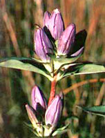 Western prairie orchid