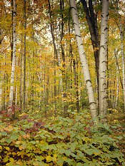 fall birch trees